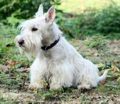 terrier écossais