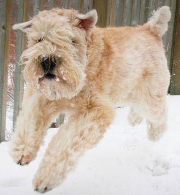 irish terrier