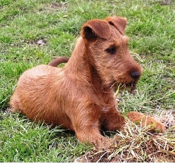 terrier irlandais