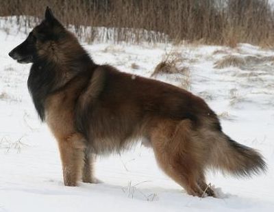 tervuren