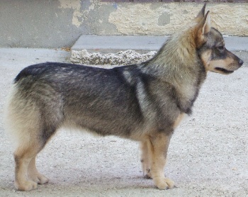 Vallhund Suédois Spitz Des Wisigoths