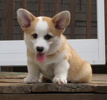 Welsh Corgi Siteduchiencom