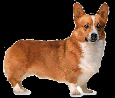 welsh corgi