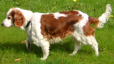 welsh springer