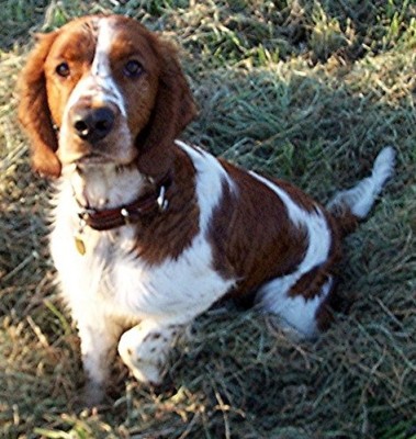 welsh springer