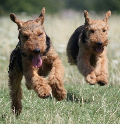 welsh terrier