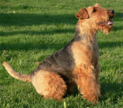 welsh terrier