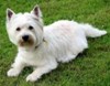 westie