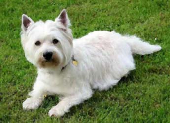 west highland white terrier