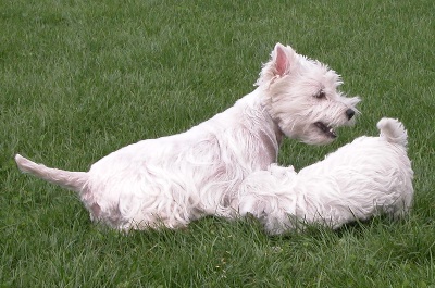 westie