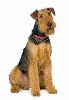 airedale terrier