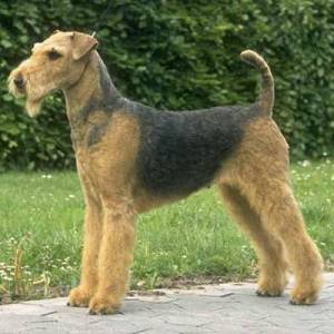 airedale terrier