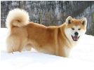 akita inu