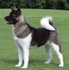 american akita