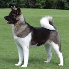 american akita