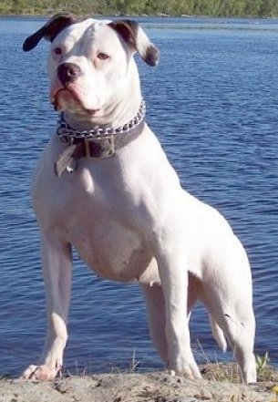 american bulldog