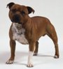 american stafforshire terrier