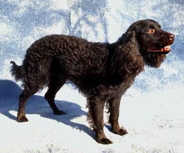 american water spaniel