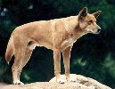 australian dingo