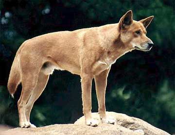 dingo