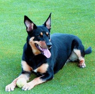 australian kelpie