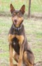 australian kelpie