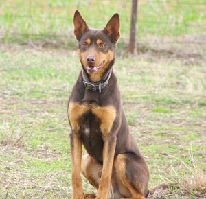 kelpie