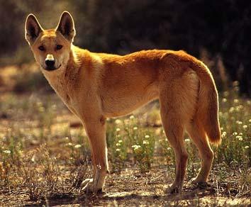 chien sauvage australien