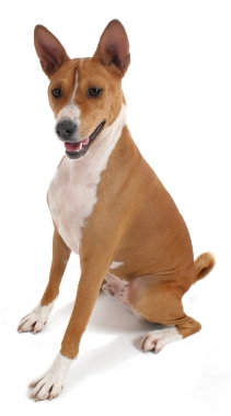 basenji