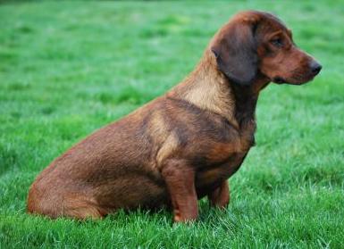 basset des alpes