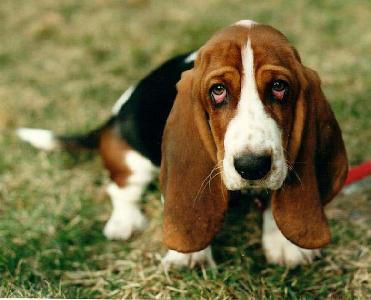 basset hound