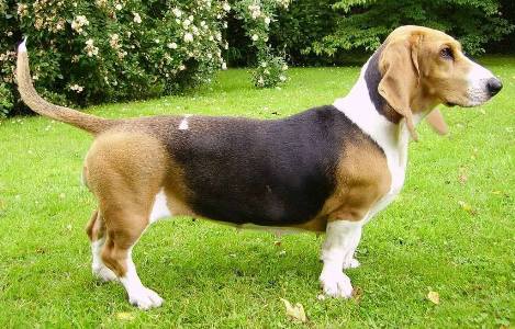 basset artesien normand