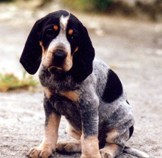 basset bleu de gascogne