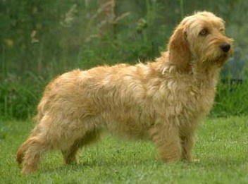 basset fauve de bretagne