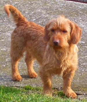 basset fauve de bretagne