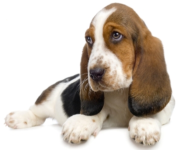 basset hound