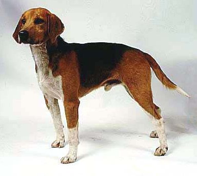 beagle harrier