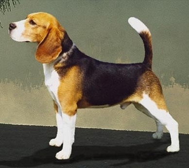 beagle