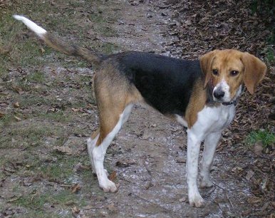 beagle harrier