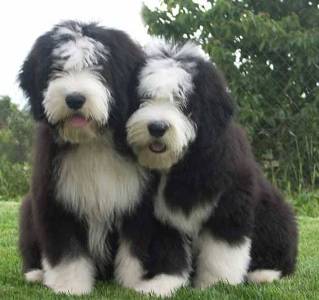 bearded collie