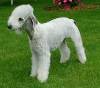 bedlington terrier