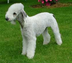 bedlington terrier