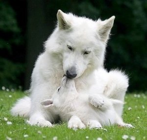 berger blanc suisse