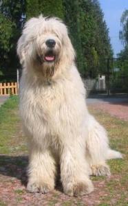 briard