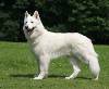 berger blanc suisse