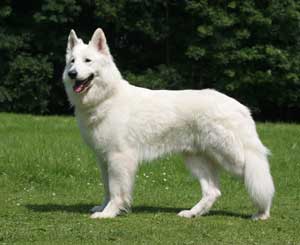 berger blanc suisse