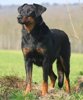 berger de beauce - beauceron