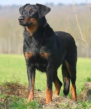 beauceron