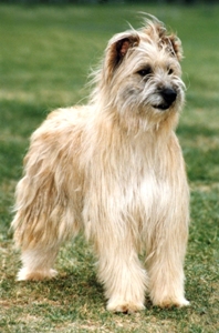 briard