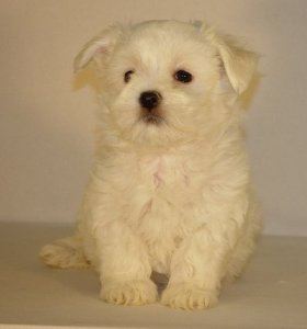 bichon maltais